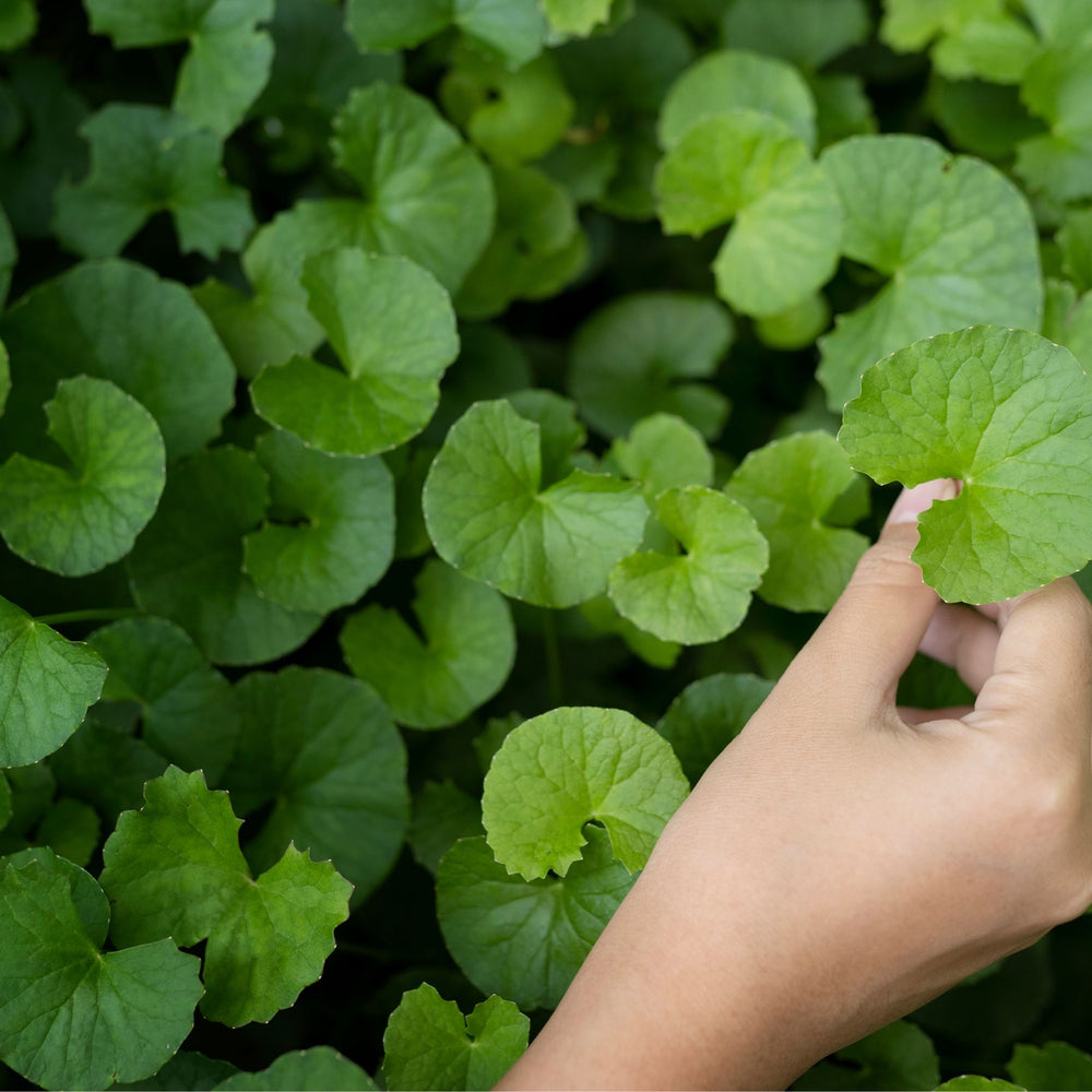 Enhancing Well-being: The Profound Effects of Gotu Kola on Mind, Body, and Spirit