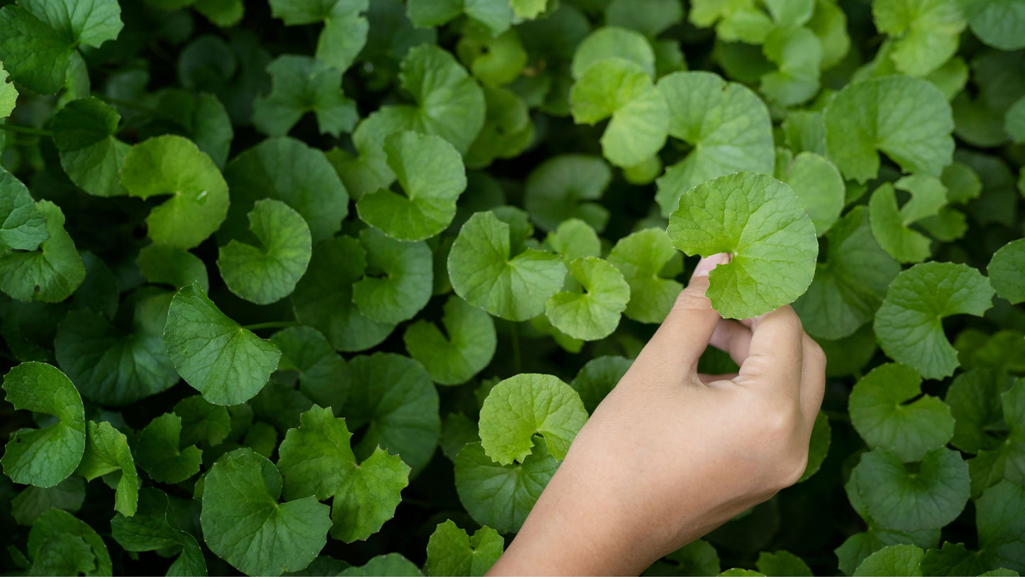 Enhancing Well-being: The Profound Effects of Gotu Kola on Mind, Body, and Spirit