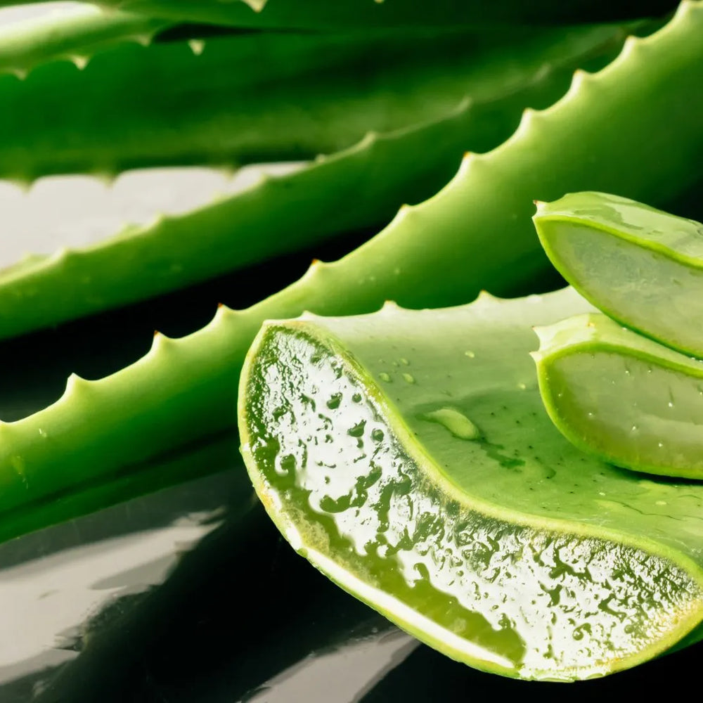 Exploring Aloe Vera's Potential as a Moisturizing Agent