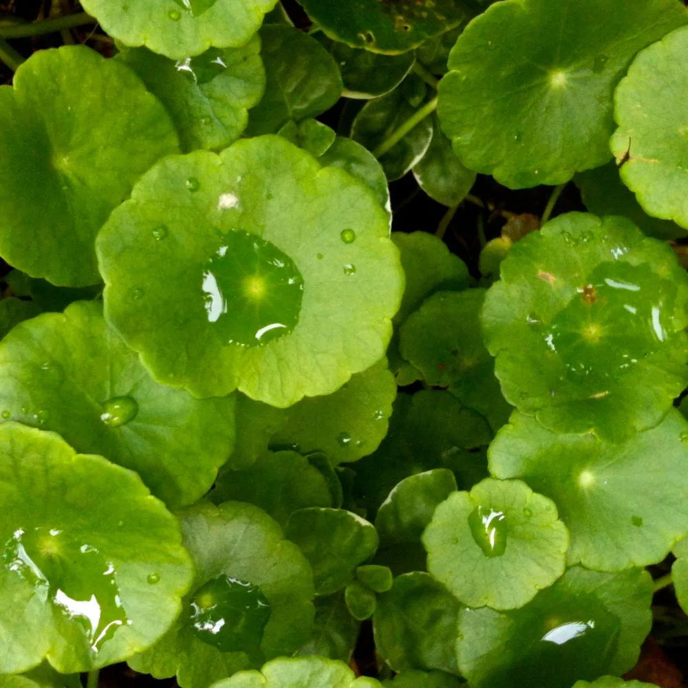 Exploring the Efficacy of Gotu Kola in Skin Tightening