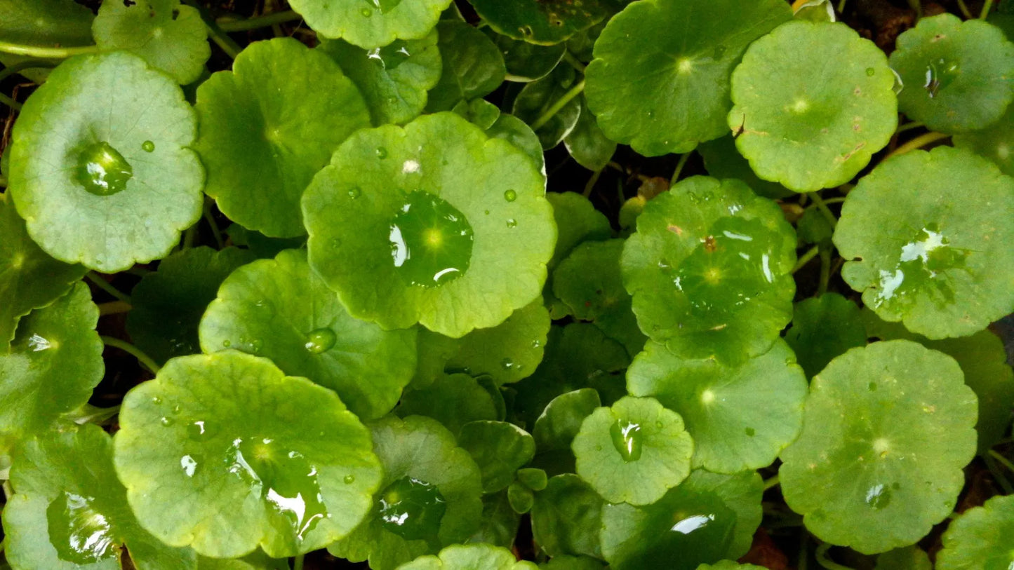 Exploring the Efficacy of Gotu Kola in Skin Tightening