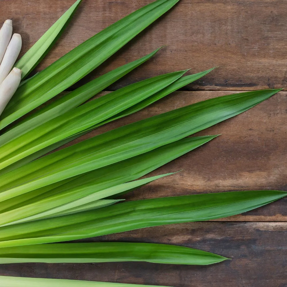 Revitalizing and Nourishing: The Advantages of Lemongrass Essential Oil for Your Skin