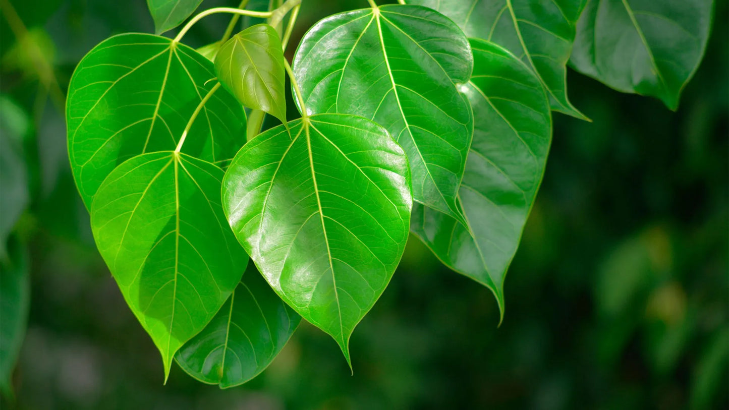 Exploring the Skin Benefits of Peepal Leaves: A Natural Remedy for Healthy and Glowing Skin