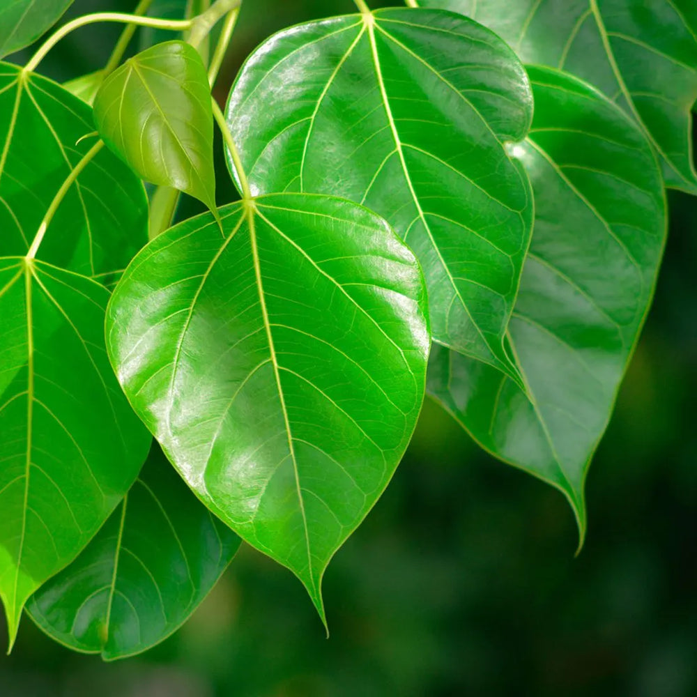 Exploring the Skin Benefits of Peepal Leaves: Unveiling Nature's Remedies