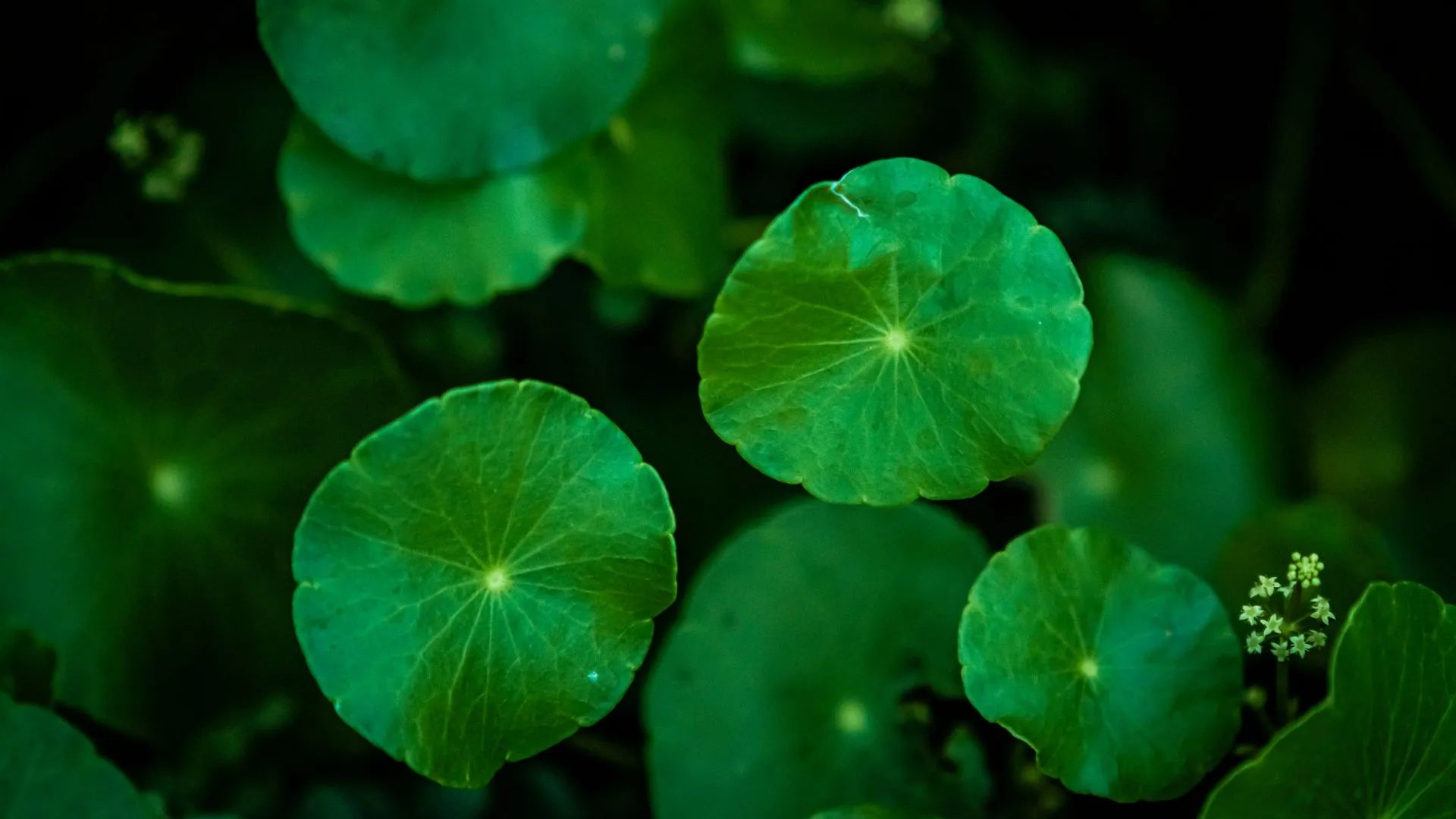 Exploring the Remarkable Health Advantages of Gotu Kola Leaves