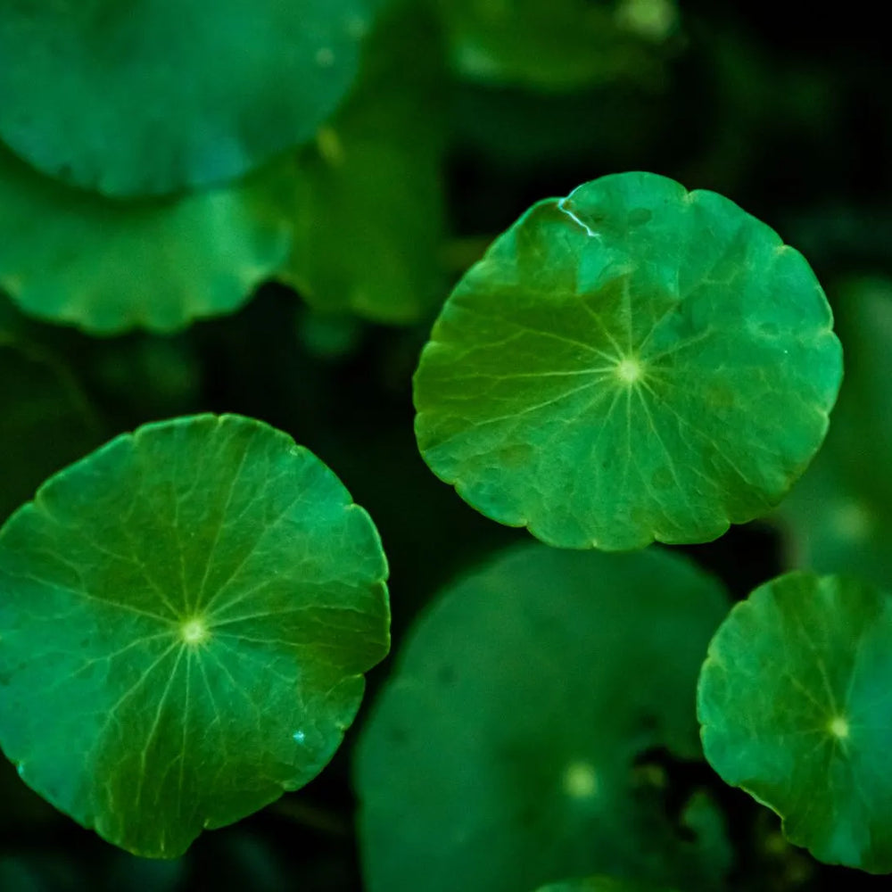 Exploring the Remarkable Health Advantages of Gotu Kola Leaves