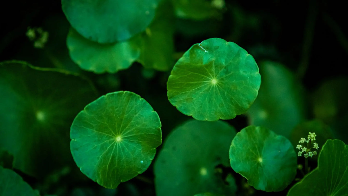 Exploring the Remarkable Health Benefits of Gotu Kola Leaves