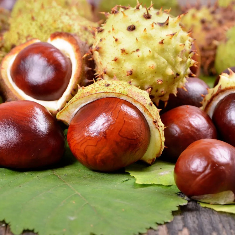 Horse Chestnut: Skin and Body Benefits of this Natural Wonder