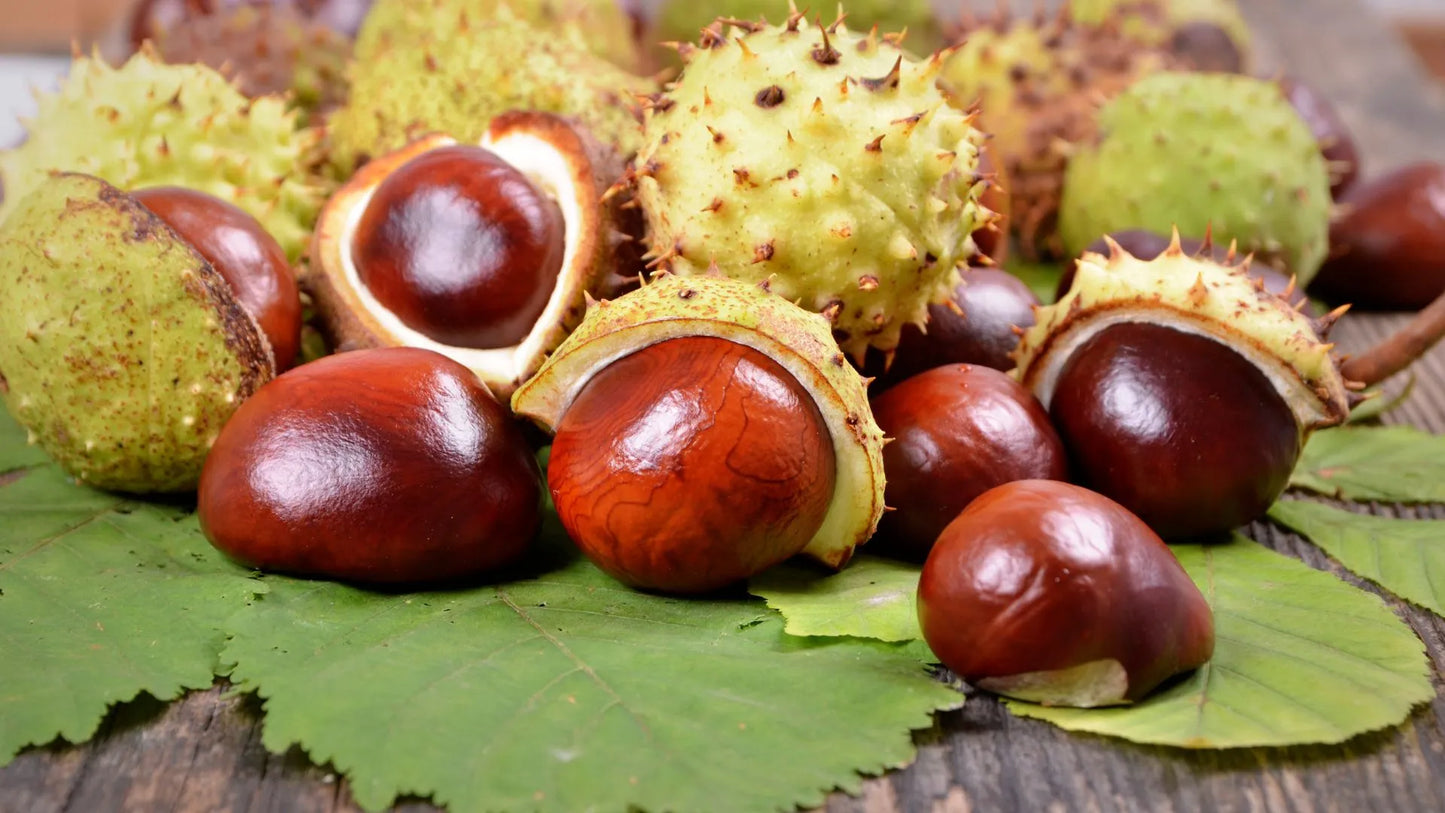 Horse Chestnut: Skin and Body Benefits of this Natural Wonder