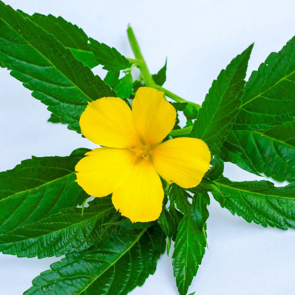 Unlocking the Potential: Exploring Damiana's Ancient Aphrodisiac Properties and Beyond