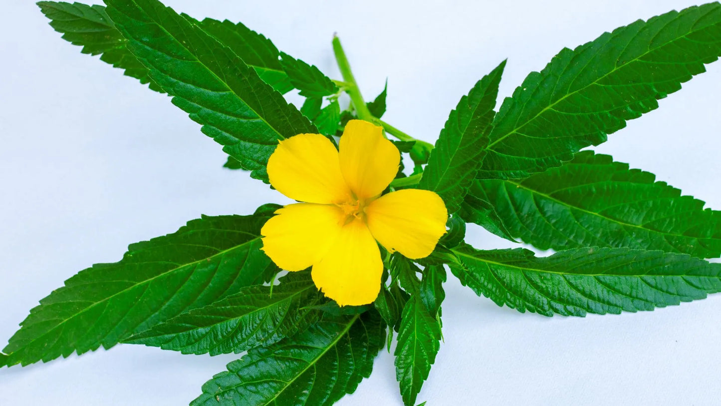 Unlocking the Potential: Exploring Damiana's Ancient Aphrodisiac Properties and Beyond