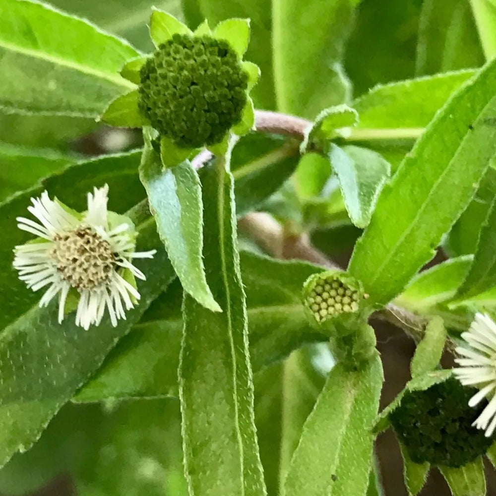 Bhringraj Seeds: Unveiling the Ayurvedic Elixir for Optimal Hair and Scalp Wellness