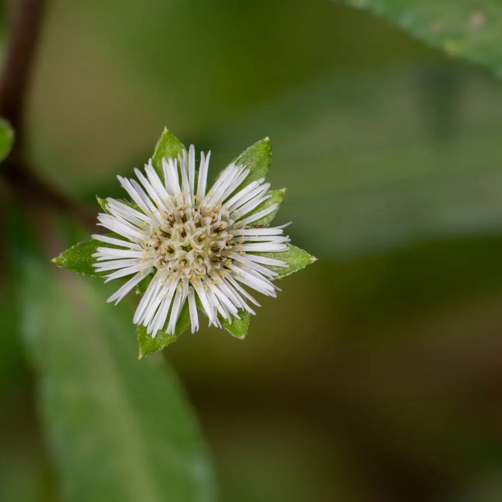 Bhringraj Leaf: Unleashing the Potency - A Comprehensive Guide