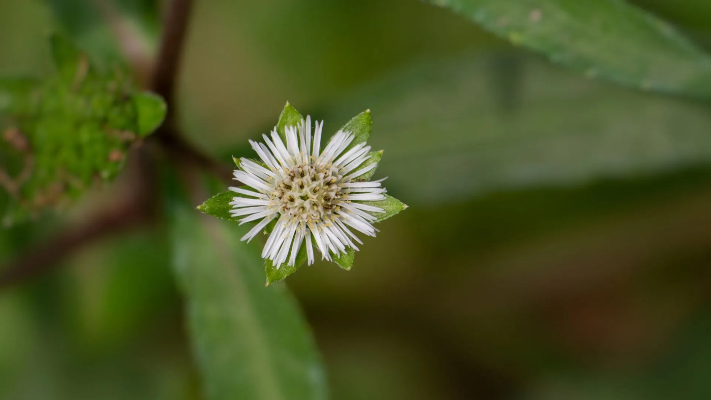 Bhringraj Leaf: Unleashing the Potency - A Comprehensive Guide