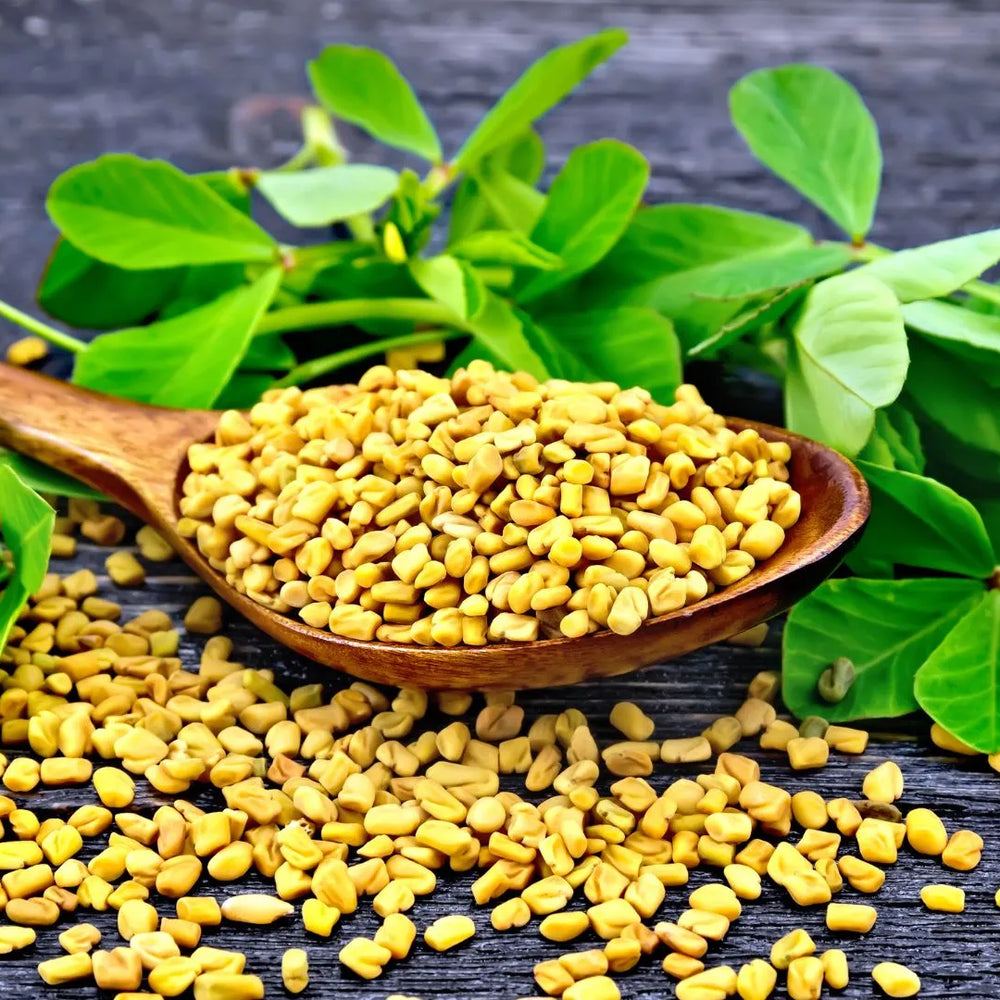 Ayurvedic Wonders of Fenugreek: Unveiling the Complete Benefits and Magic