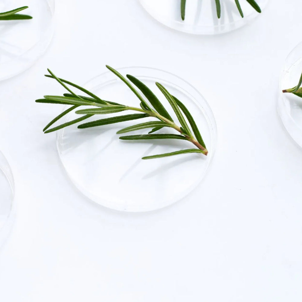 Exploring the Therapeutic Advantages of Neem Oil in Dermatitis Treatment